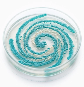 Cultured gut microbiome in a petri dish